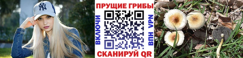 Галлюциногенные грибы мицелий  купить наркоту  Ковров 